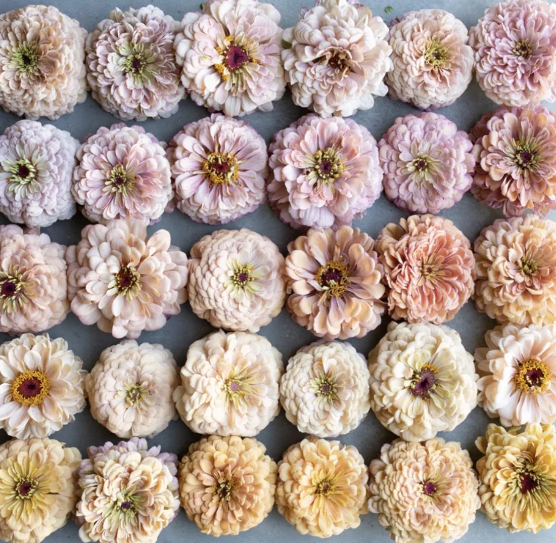 Zinnia: Precious Metals