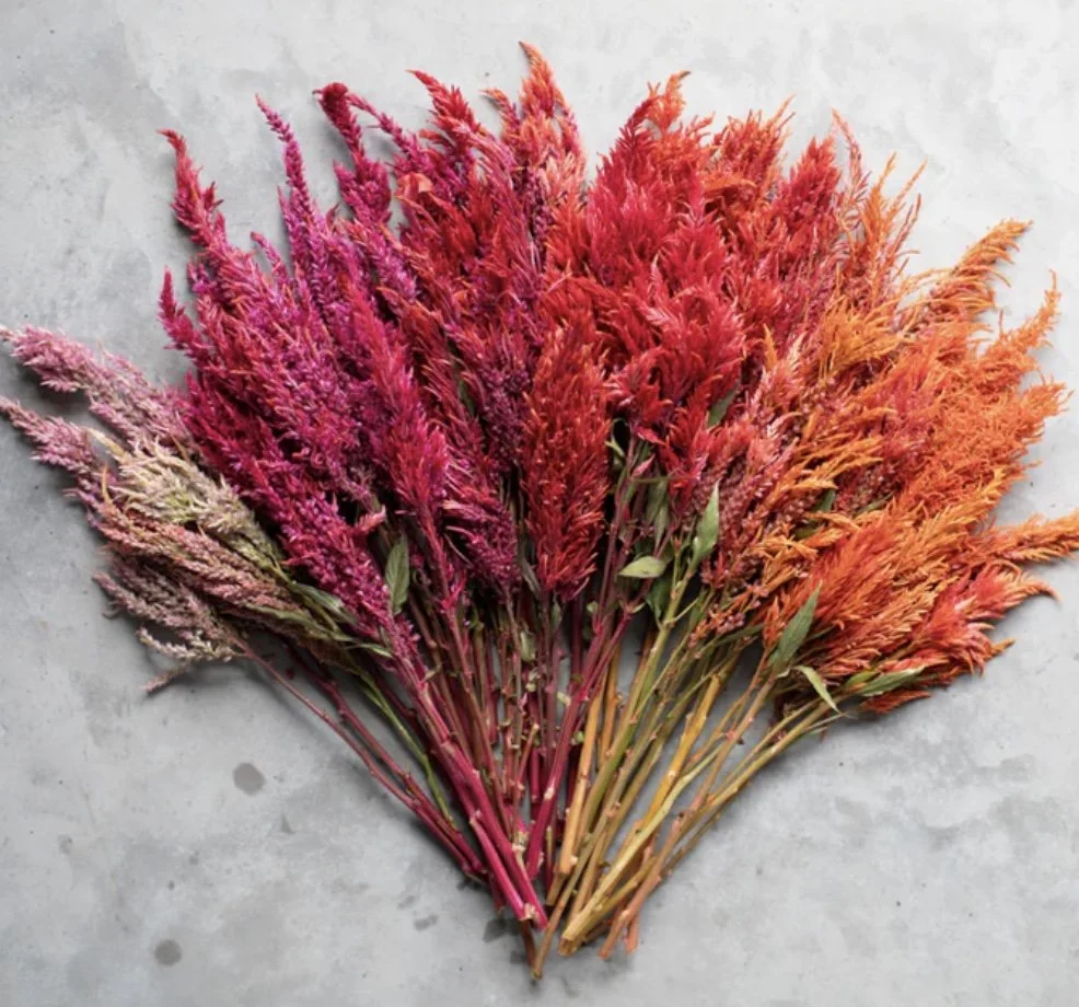 Celosia: Autumn Blaze