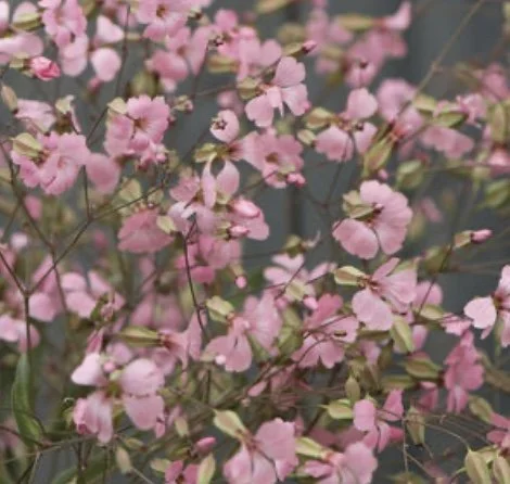 Saponaria: Pink Beauty