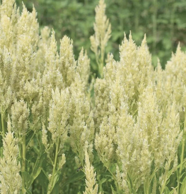 Celosia: Sylphid