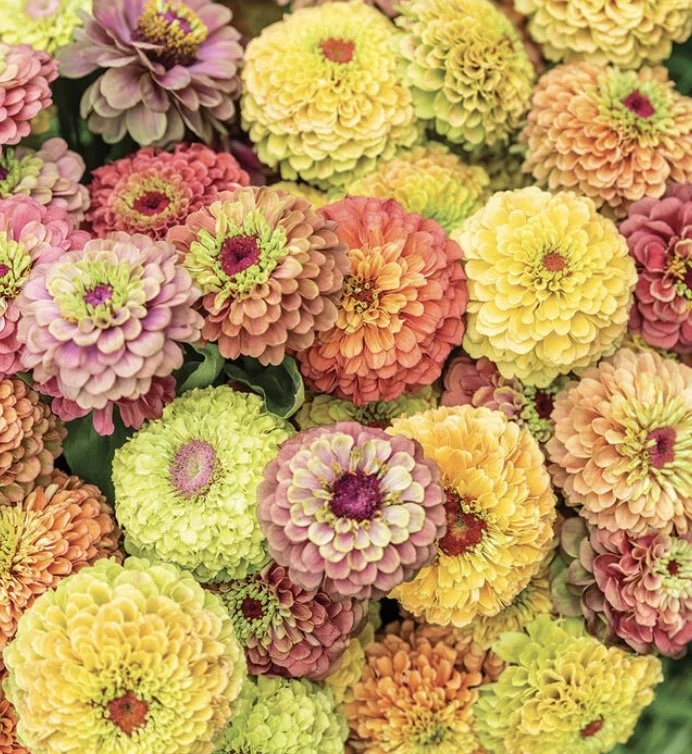 Zinnia: Queeny Mix