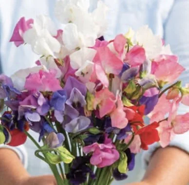 Sweet Pea: Mammoth Choice Mix