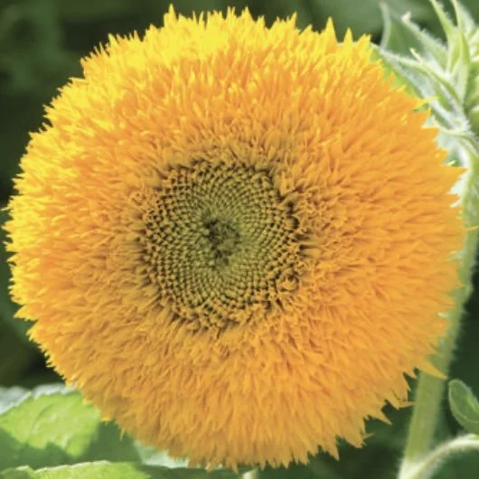 Sunflower: Teddy Bear