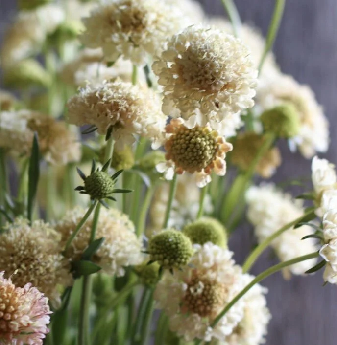 Scabiosa: Fata Morgana