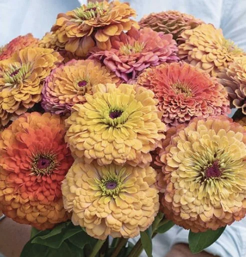 Zinnia: Aurora