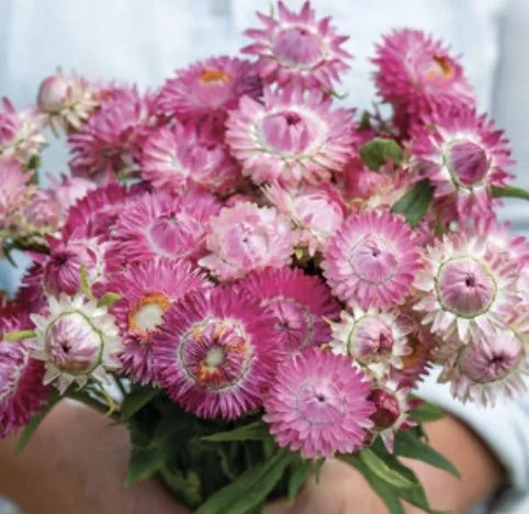 Strawflower: Bright Rose