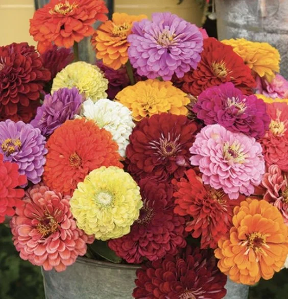 Zinnia: Benary's Giant Mix