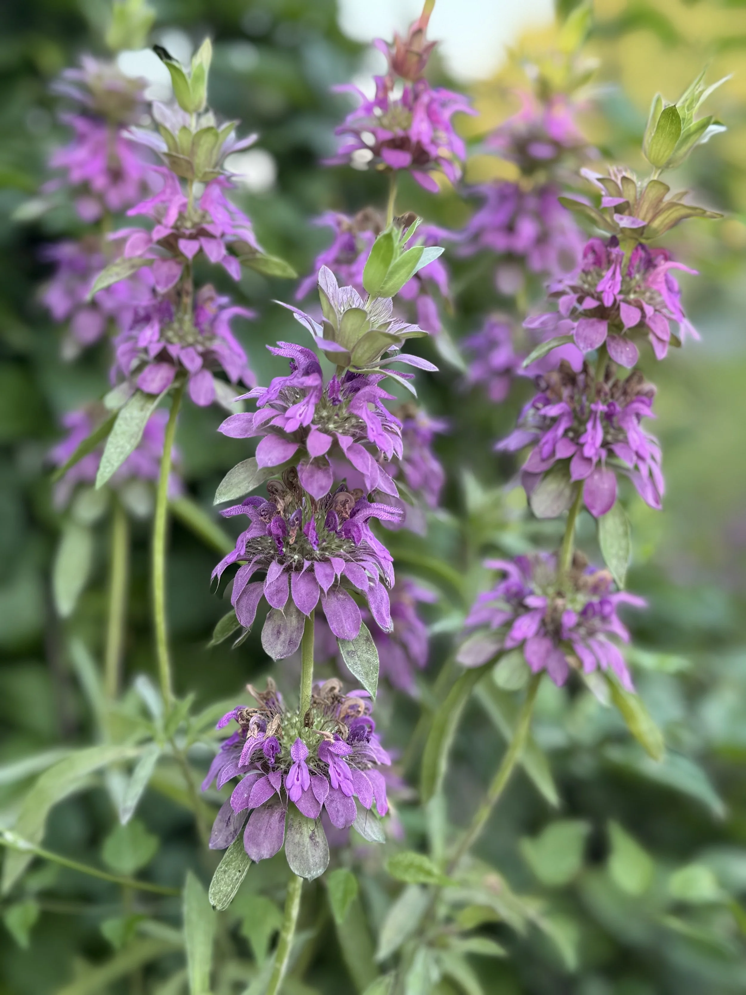Monarda: Lemon Mint