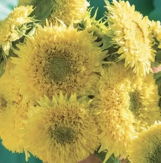 Sunflower: Gummy Bear