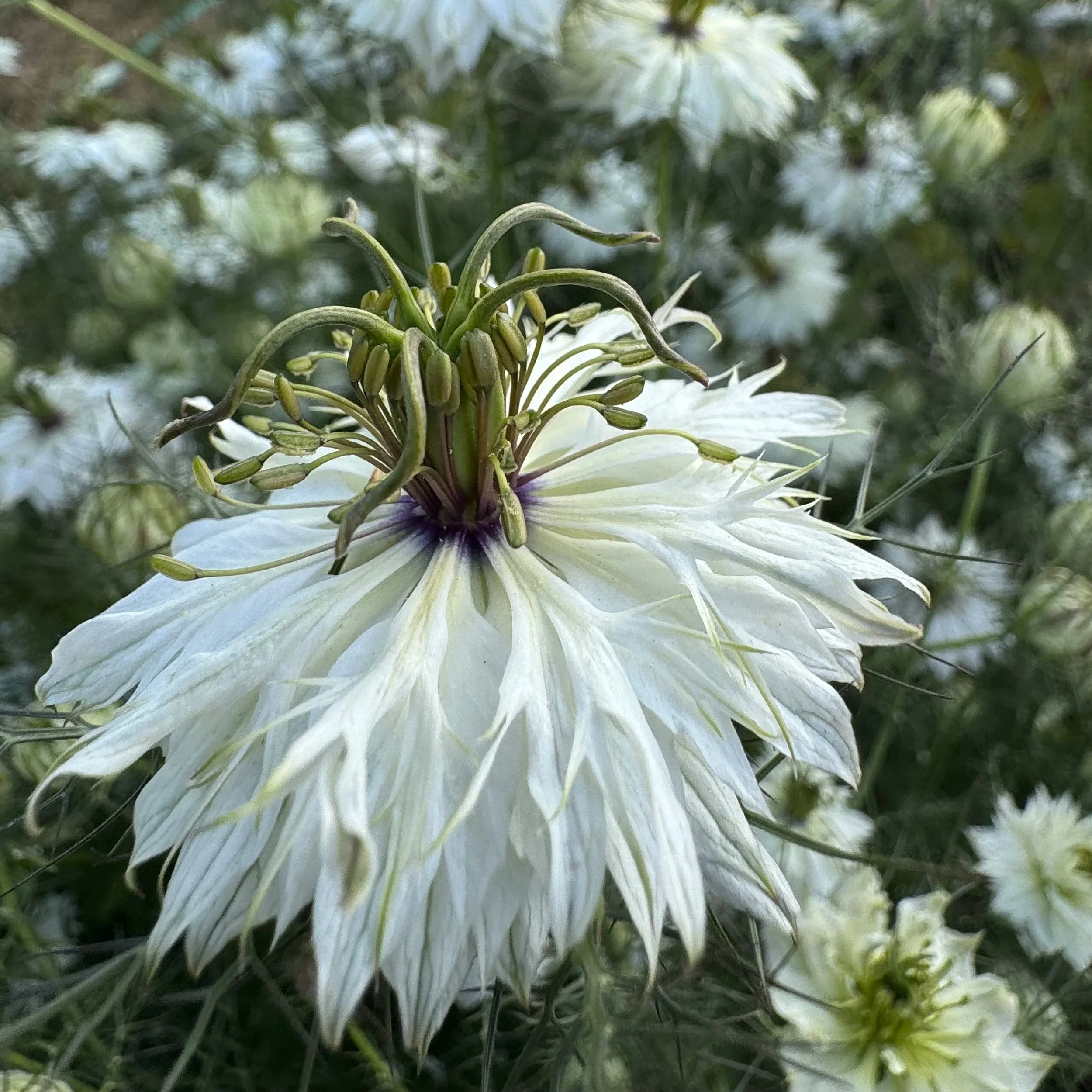 Nigella