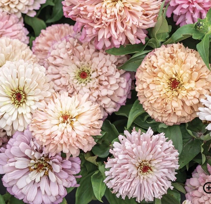 Zinnia: Ballerina