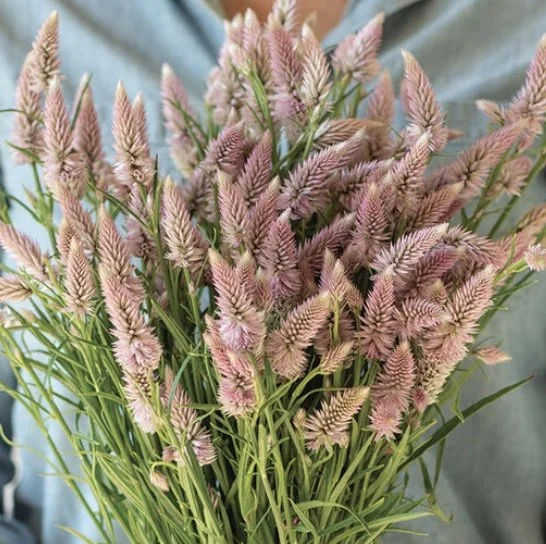 Celosia: Flamingo Feather