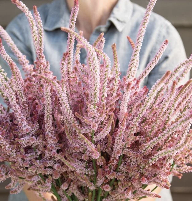 Statice: Pink Pokers