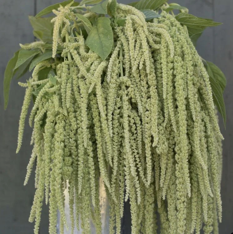 Amaranth: Emerald Tassels