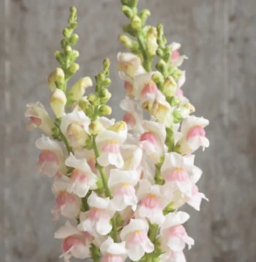 Snapdragon: Potomac Appleblossom