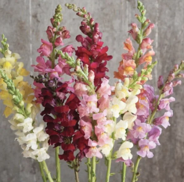 Snapdragon: Rocket Mix