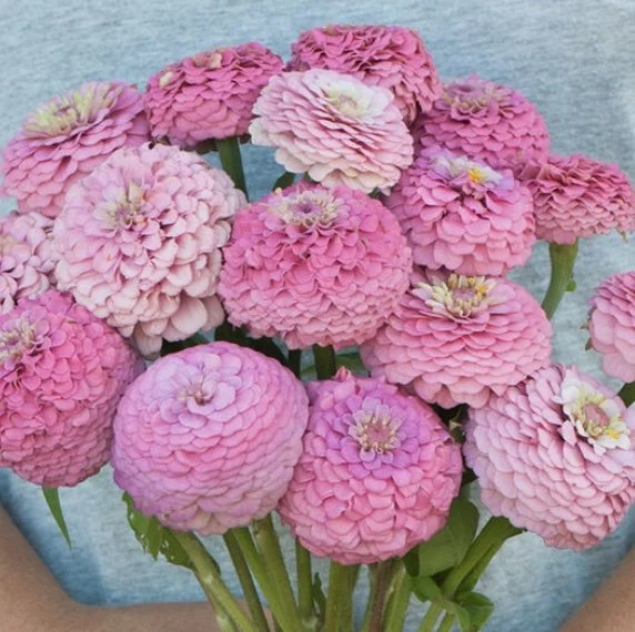 Zinnia: Oklahoma Pink