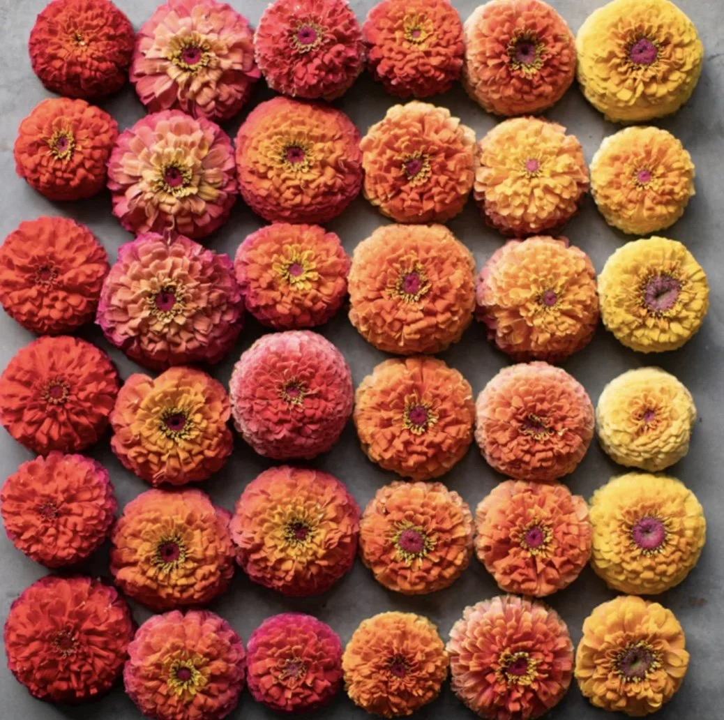 Zinnia: Unicorn Mix