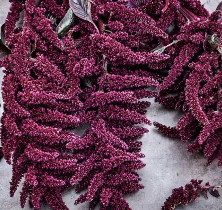 Amaranth: Elena's Rojo