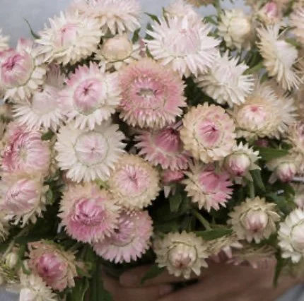 Strawflower: Silvery Rose