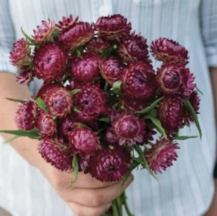 Strawflower: Cranberry Rose