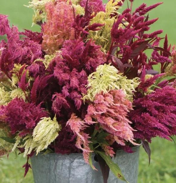 Celosia: Pampas Plume