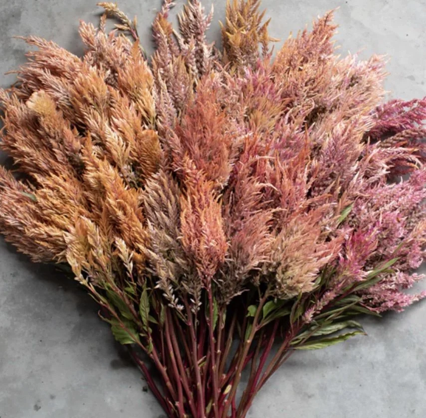 Celosia: Rose Gold