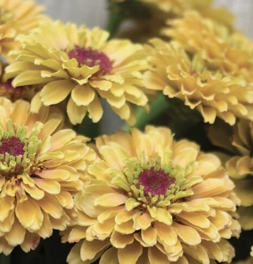 Zinnia: Queeny Lemon Peach