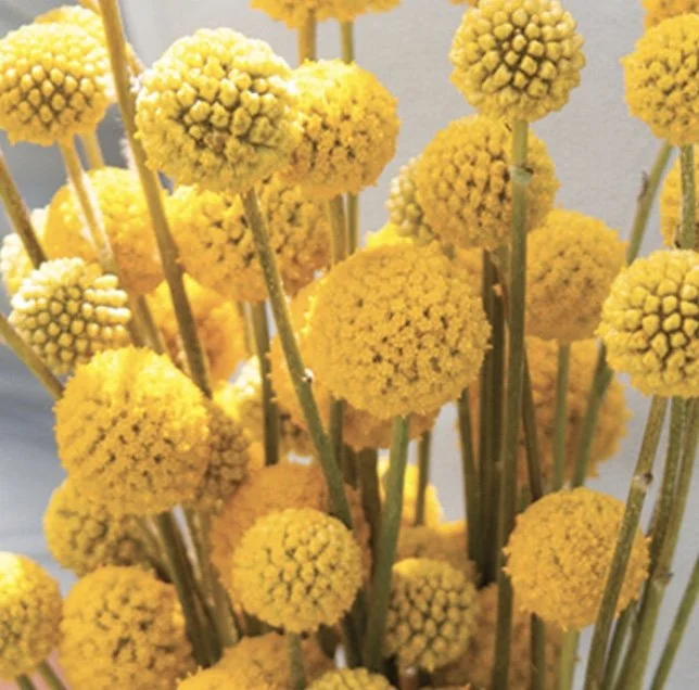 Craspedia: Sun Ball