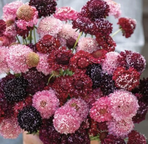 Scabiosa: Triple Berry Mix