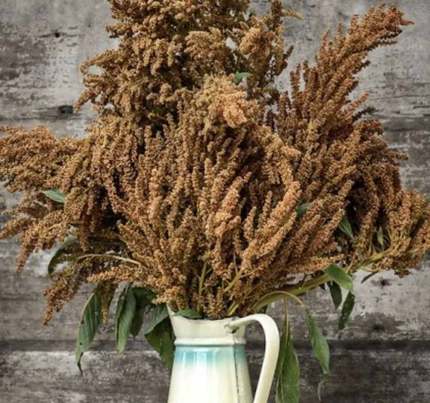 Amaranth: Golden Giant