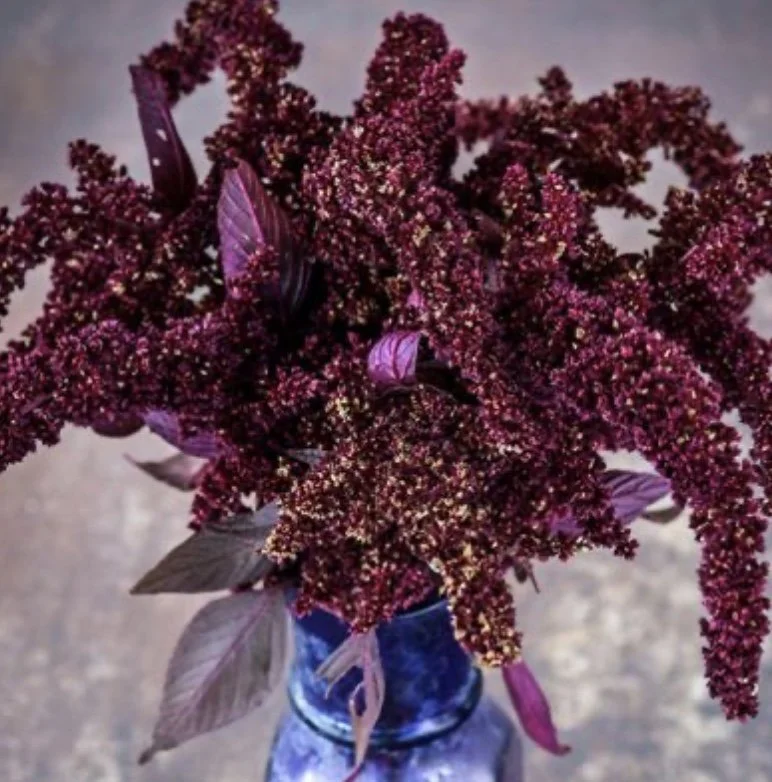 Amaranth Hopi Red Dye