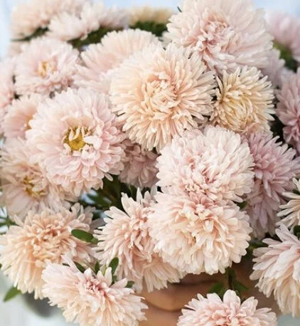 Aster: King Size Apricot
