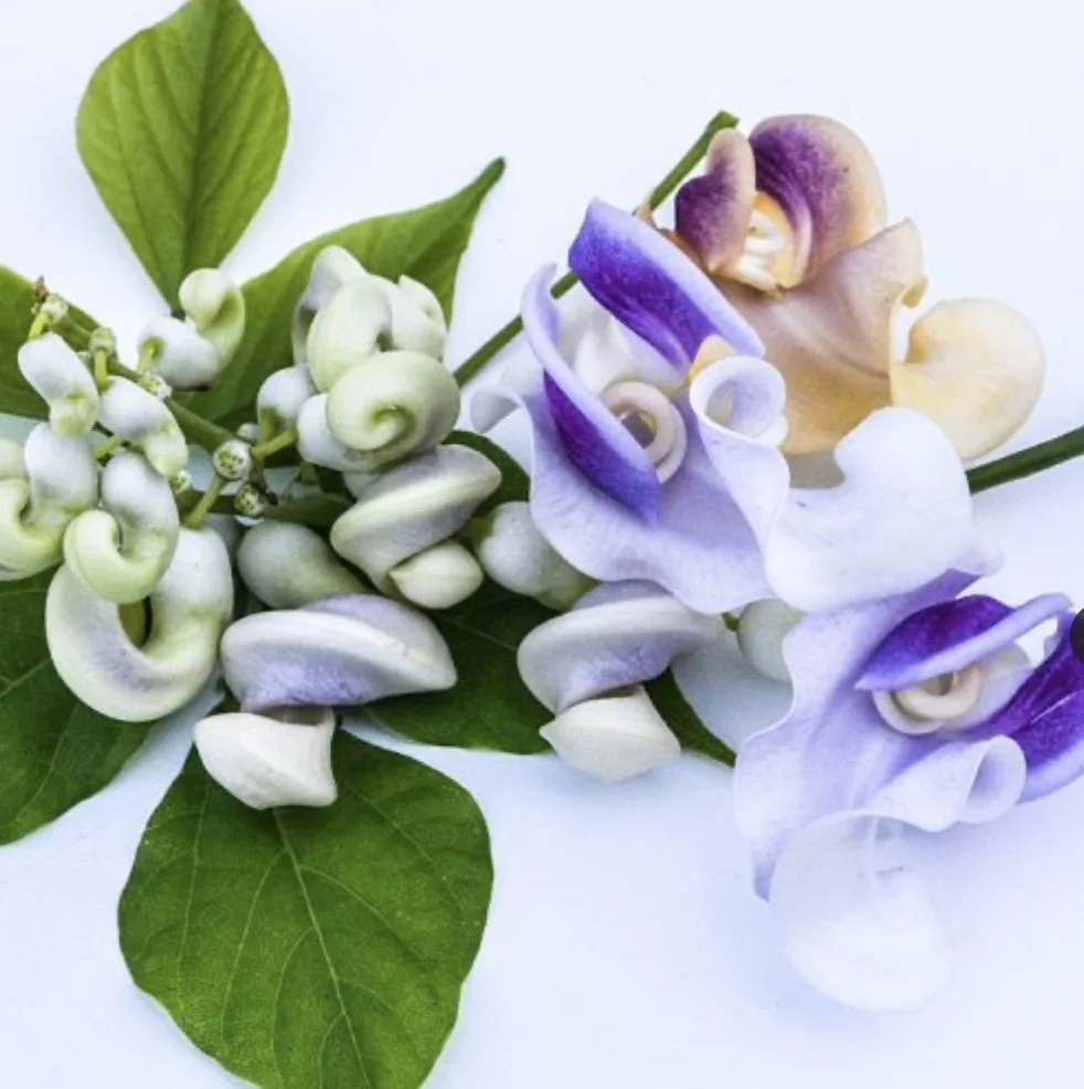 Snail Vine