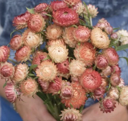 Strawflower: Apricot Peach Mix
