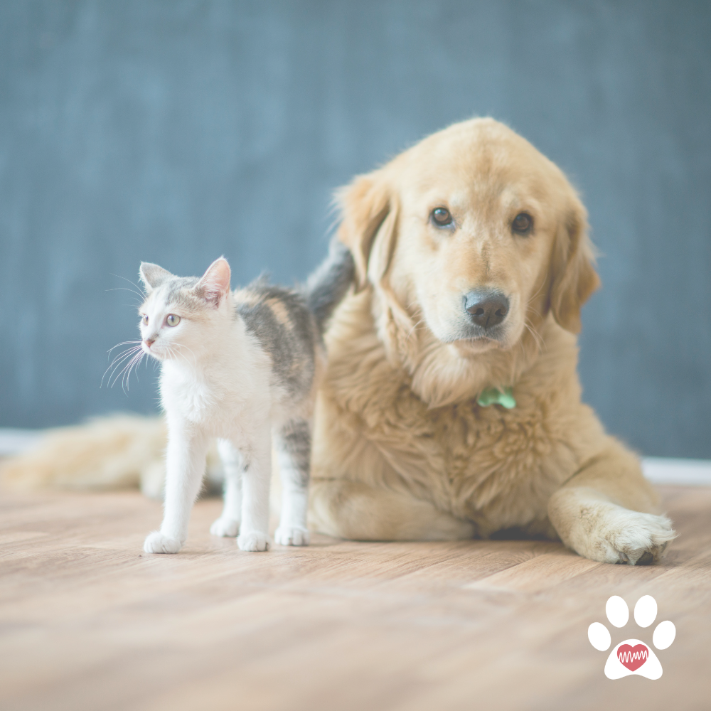 A woman in a pink shirt lying down with a cat sitting on her stomach.