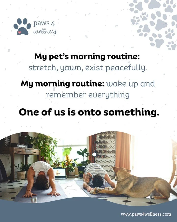 Your nervous system wakes up before your thoughts do.
And the first few minutes of your morning?
They set the tone for everything that follows.

Most people start with stimulation.
Phone. Thoughts. Pressure.

Your pet starts with regulation.
Stretchi