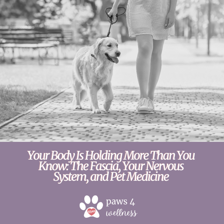 Your Body Is Holding More Than You Know: The Fascia, Your Nervous System, and Pet Medicine