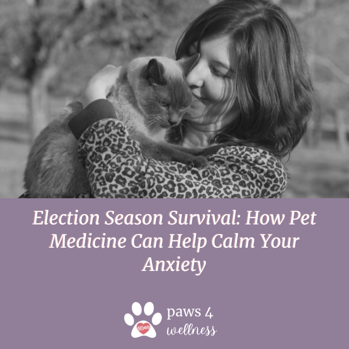 Election Season Survival: How Pet Medicine Can Help Calm Your Anxiety