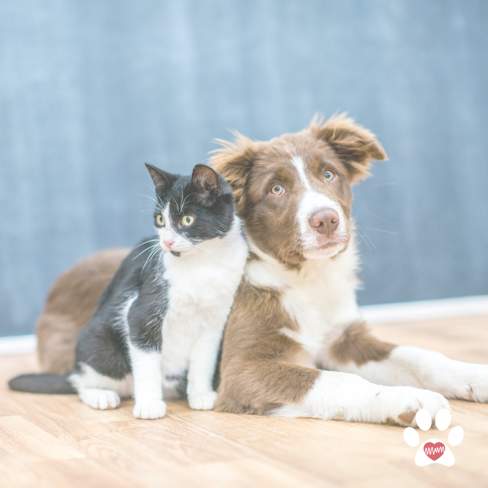 Illustration of a woman sitting on a teal sofa holding a cat, with a dog standing on the sofa next to her in a cozy living room. The background includes a potted plant, a side table, and framed pictures on the wall. The text reads 'paws 4 wellness' with a paw print logo.