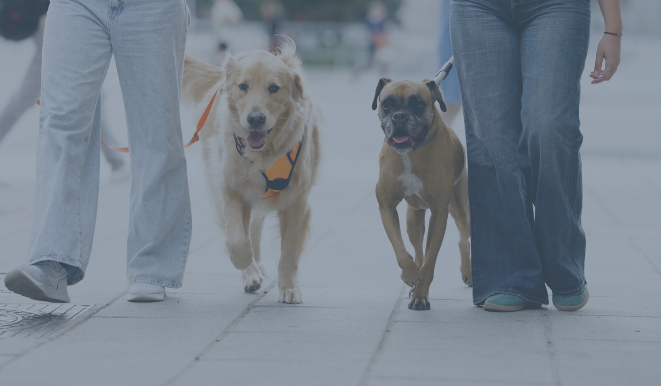 Two people walking two dogs on a city sidewalk. One dog is a golden retriever with a harness, and the other is a boxer with a leash. The people's faces are not visible.