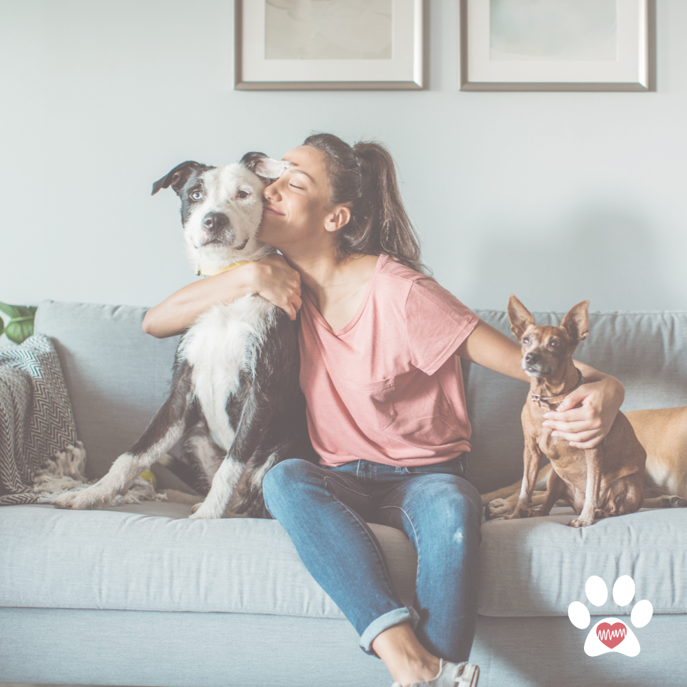 Man hugging a puppy in a cozy indoor setting with hearts above them and a counter with dog brushes in the background, promoting pet wellness.