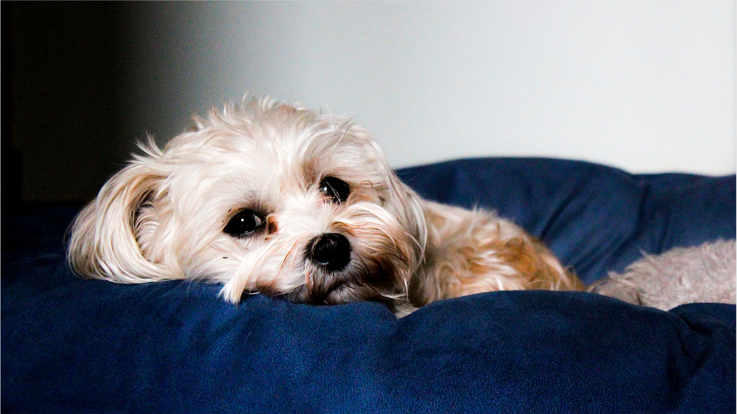 A small, fluffy, light-colored dog lying on a dark blue blanket, resting its head and looking at the camera.