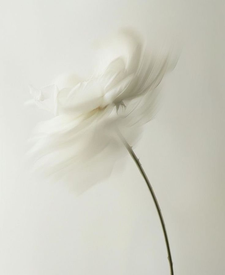 A white flower with a slender green stem against a plain, light background.