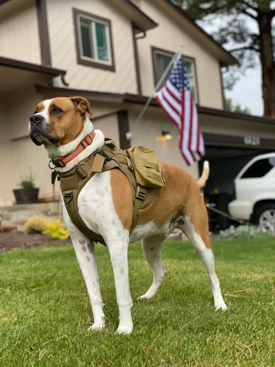 Happy dog in front yard after pooper scooper service.