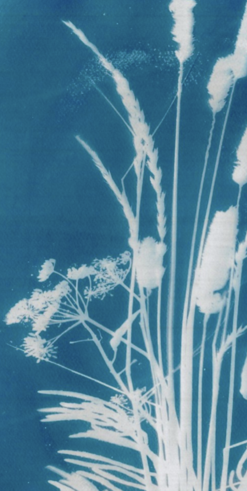 BeachGrass_Fine Art Print_Sarah Allen Design.png