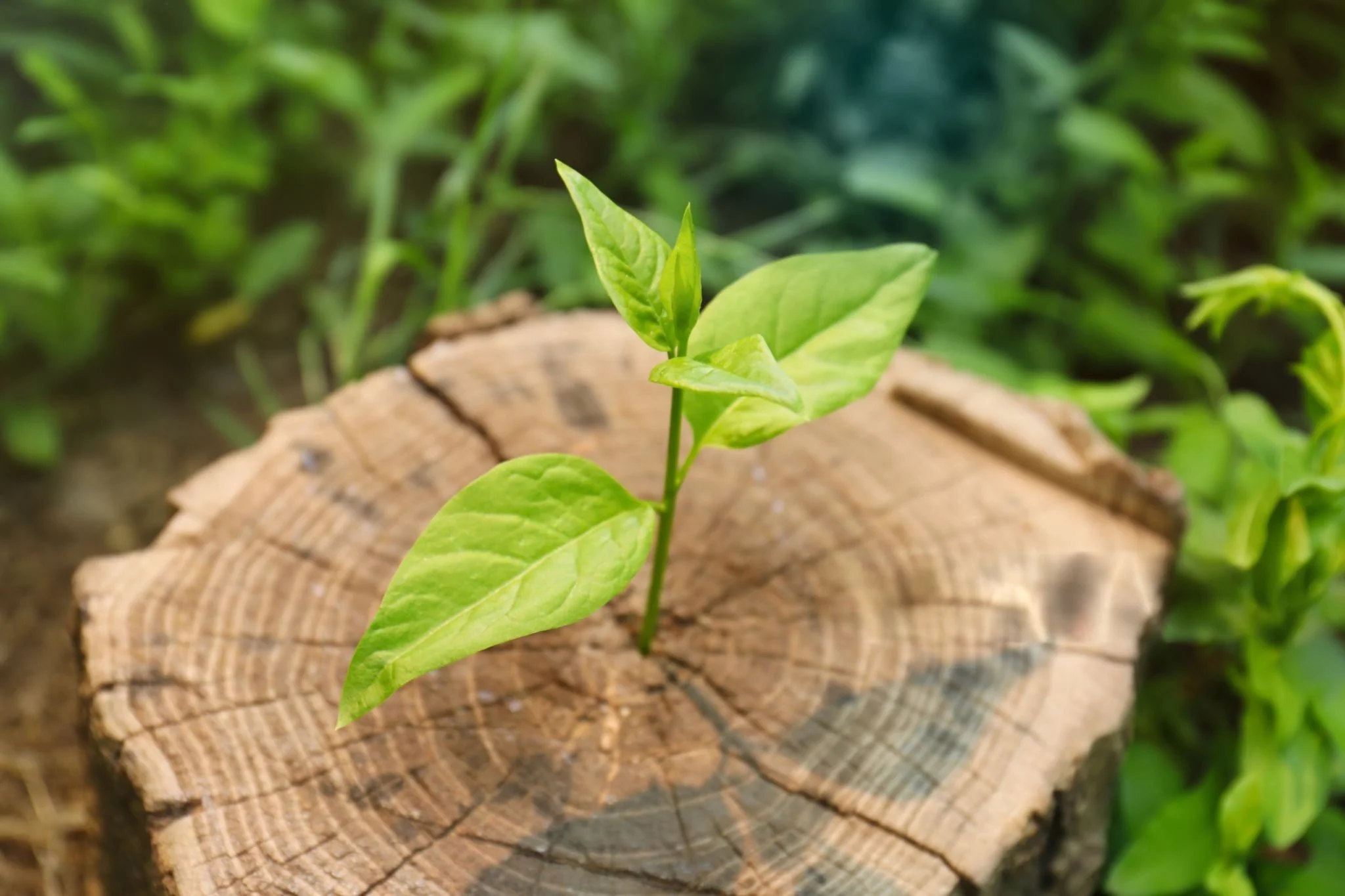 A small green plant sprouting from a cut tree stump, surrounded by greenery.