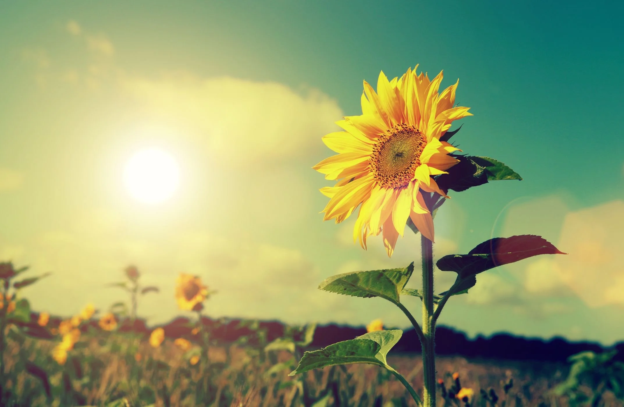A sunflower standing tall in a field with the sun shining brightly in the sky.