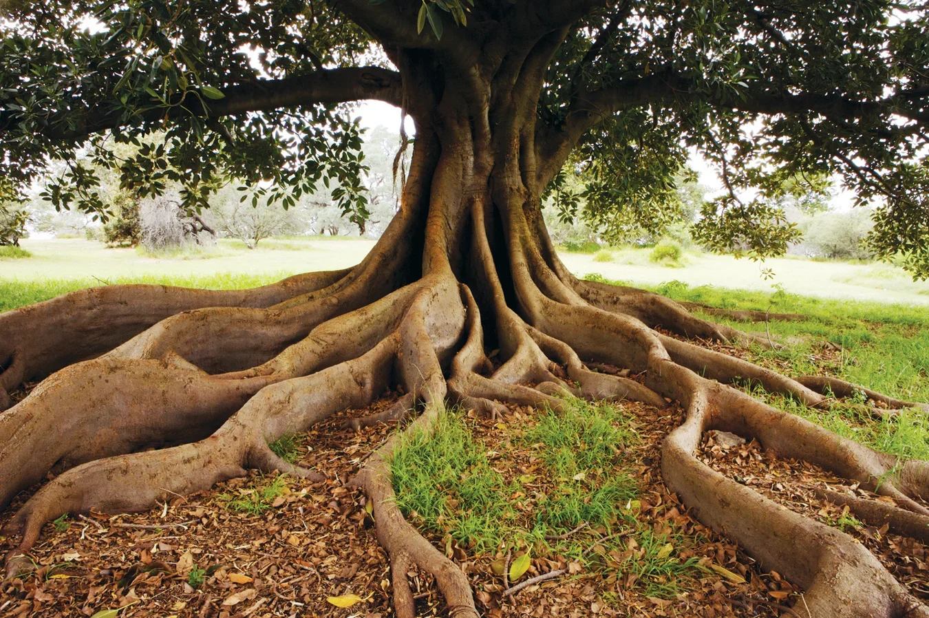 Large tree with sprawling roots in a grassy park.