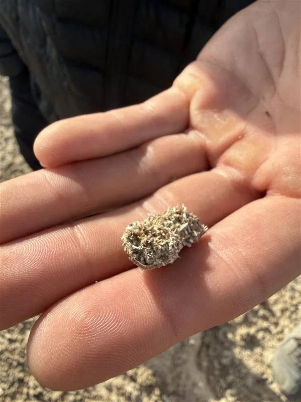 December 2025 Avian Workshop - Caitlin MacMurtrie